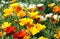 Californian poppy