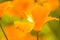 Californian poppy, closeup of the flower