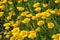 Californian poppy eschscholzia californica