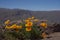 Californian poppy (Eschscholzia californica)