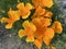 Californian poppy Eschscholzia californica, Golden poppy, California sunlight, Cup of gold, der Kalifornische Mohn, Goldmohn