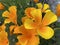 Californian poppy Eschscholzia californica, Golden poppy, California sunlight, Cup of gold, der Kalifornische Mohn, Goldmohn