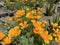 Californian poppy / Eschscholzia californica / Golden poppy, California sunlight, Cup of gold, der Kalifornische Mohn, Goldmohn