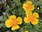 Californian poppy / Eschscholzia californica / Golden poppy, California sunlight, Cup of gold, der Kalifornische Mohn, Goldmohn