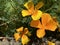 Californian poppy / Eschscholzia californica / Golden poppy, California sunlight, Cup of gold, der Kalifornische Mohn, Goldmohn