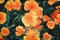 Californian Poppy - Eschscholzia californica orange flowers, overhead view, moody flower background