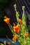 Californian poppy flowers after drizzle rain on sunny day