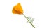 Californian poppy isolated