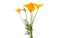 Californian poppy isolated