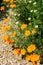 Californian poppy\\\'s and daisys enjoying the summer sun