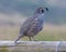 Californian Quail on guard in New Zealand countryside