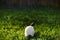 Californian Rabbit black and white colour sits with his back