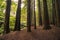 Californian Redwood Forest, Great Otway National Park, Victoria, Australia