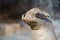 Californian sea lion close up portrait