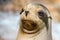 Californian sea lion close up portrait