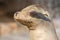 Californian sea lion close up portrait