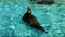 Californian sea lion swimming in a city zoo pool