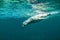 Californian sea lion Zalophus californianus swimming underwate