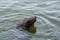 Californian sea lions looking out