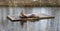 Californian sea lions resting