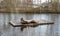 Californian sea lions resting