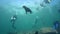 Californian sea lions Zalophus californianus are playing with with divers