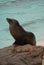 Californian Sealion