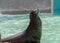 Californian Sealion