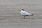 Californische Kuifstern, Elegant Tern, Thalasseus elegans