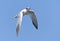 Californische Kuifstern, Elegant Tern, Thalasseus elegans