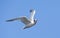 Californische Kuifstern, Elegant Tern, Thalasseus elegans