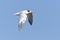 Californische Kuifstern, Elegant Tern, Thalasseus elegans
