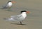 Californische Kuifstern, Elegant Tern, Thalasseus elegans