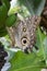 Caligo butterfly resting on a larva