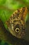 Caligo eurilochus butterfly, also known as the forest giant owl, rests on a branch. owl,