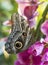 Caligo Eurilochus butterfly on a flower