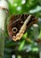 Caligo eurilochus, forest giant owl butterfly