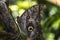 Caligo eurilochus - The forest giant owl. Butterfly