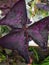 Calincing kupu, Calincing merah, Calincing ungu, or bunga kupu-kupu. Scientific name: Oxalis triangularis