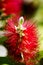 Calistemon flower macro flower background high quality