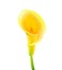 Calla flower