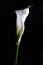 Calla flower