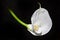 Calla flower