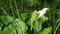 Calla flower or Calla palustris in green grass close-up