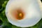 calla flower fragrant gardens and parks