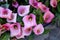 calla flower fragrant gardens and parks