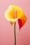 Calla flower lily beauty plant bloom green tropical background pink yellow abstract nature