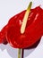 Calla flower, symbol of delicacy