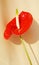 Calla flower, symbol of joy