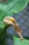 Calla flower Zantedeschia aethiopica withered after the time of flowering